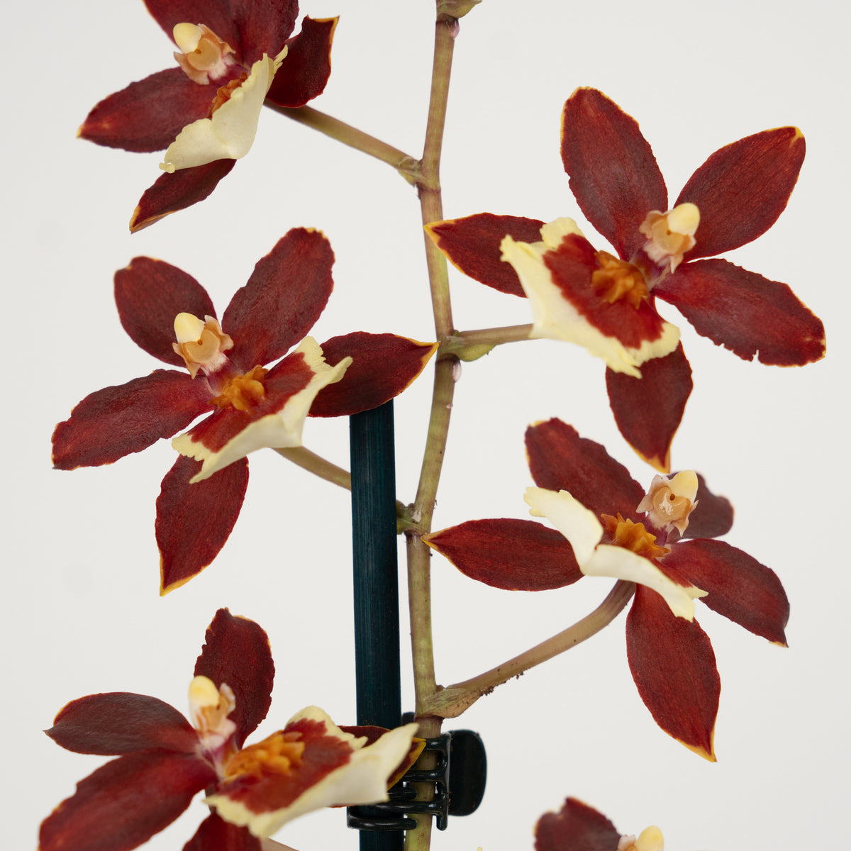 Cambria Orchid | Bonfire