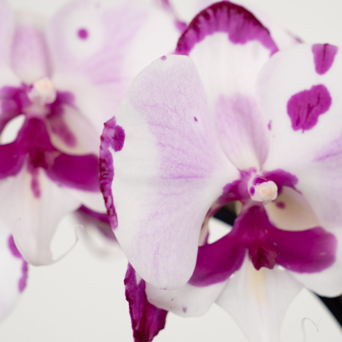 Phalaenopsis Orchid | Epic