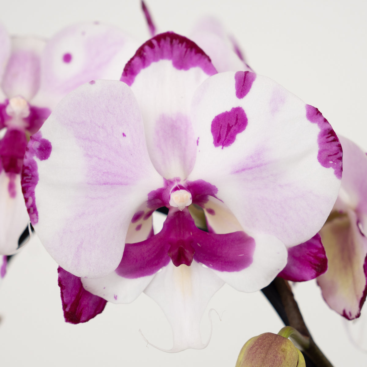 Phalaenopsis Orchid | Epic