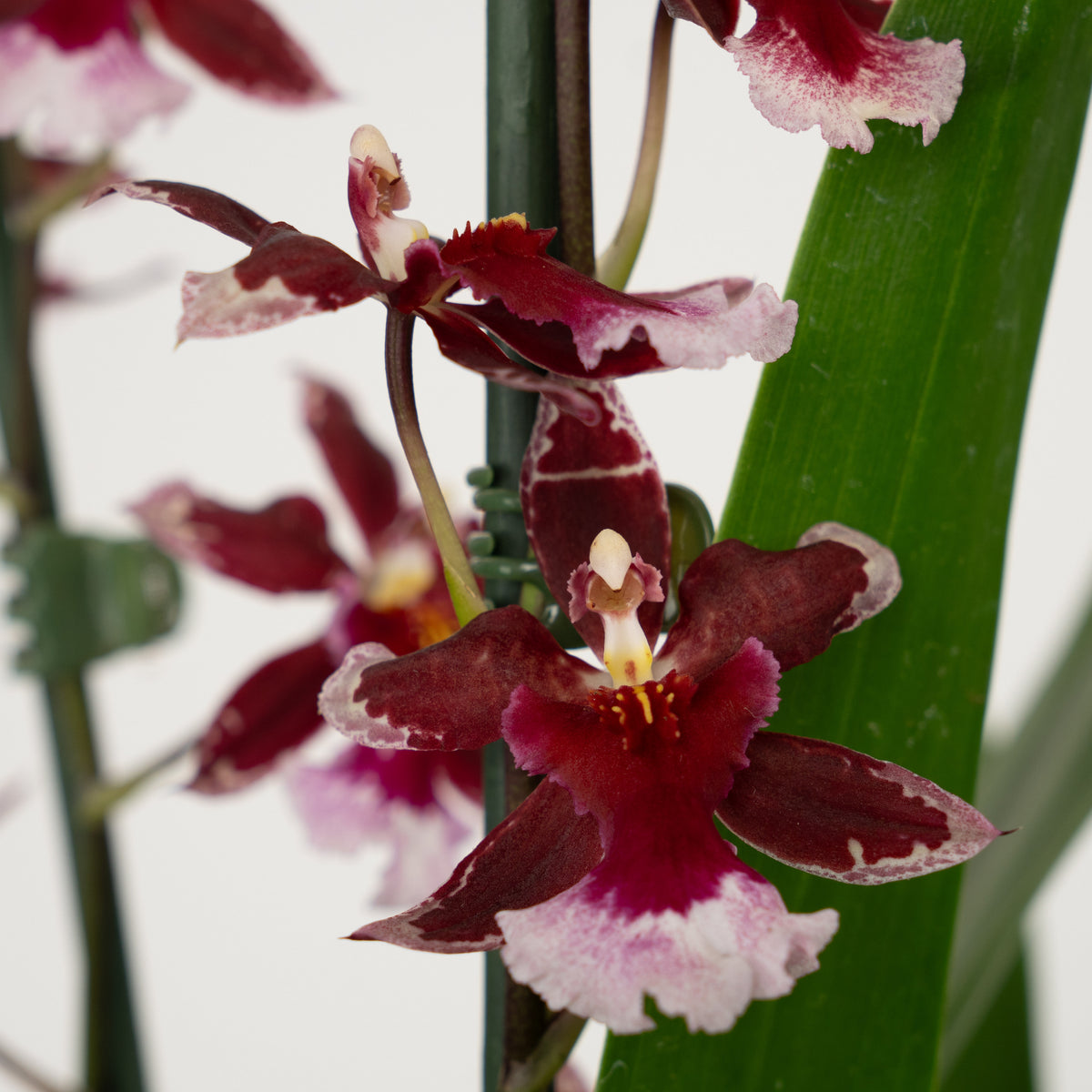 Cambria Orchid | Barrocco Red