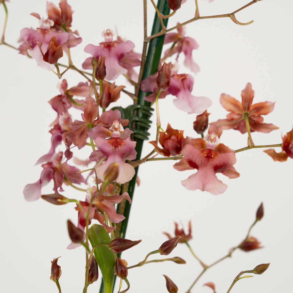 Scented Dancing Ladies Orchid | Rosy Sunset | Hard To Find