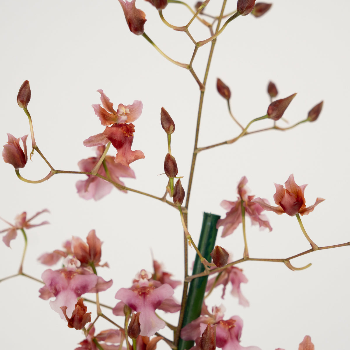 Scented Dancing Ladies Orchid | Rosy Sunset | Hard To Find