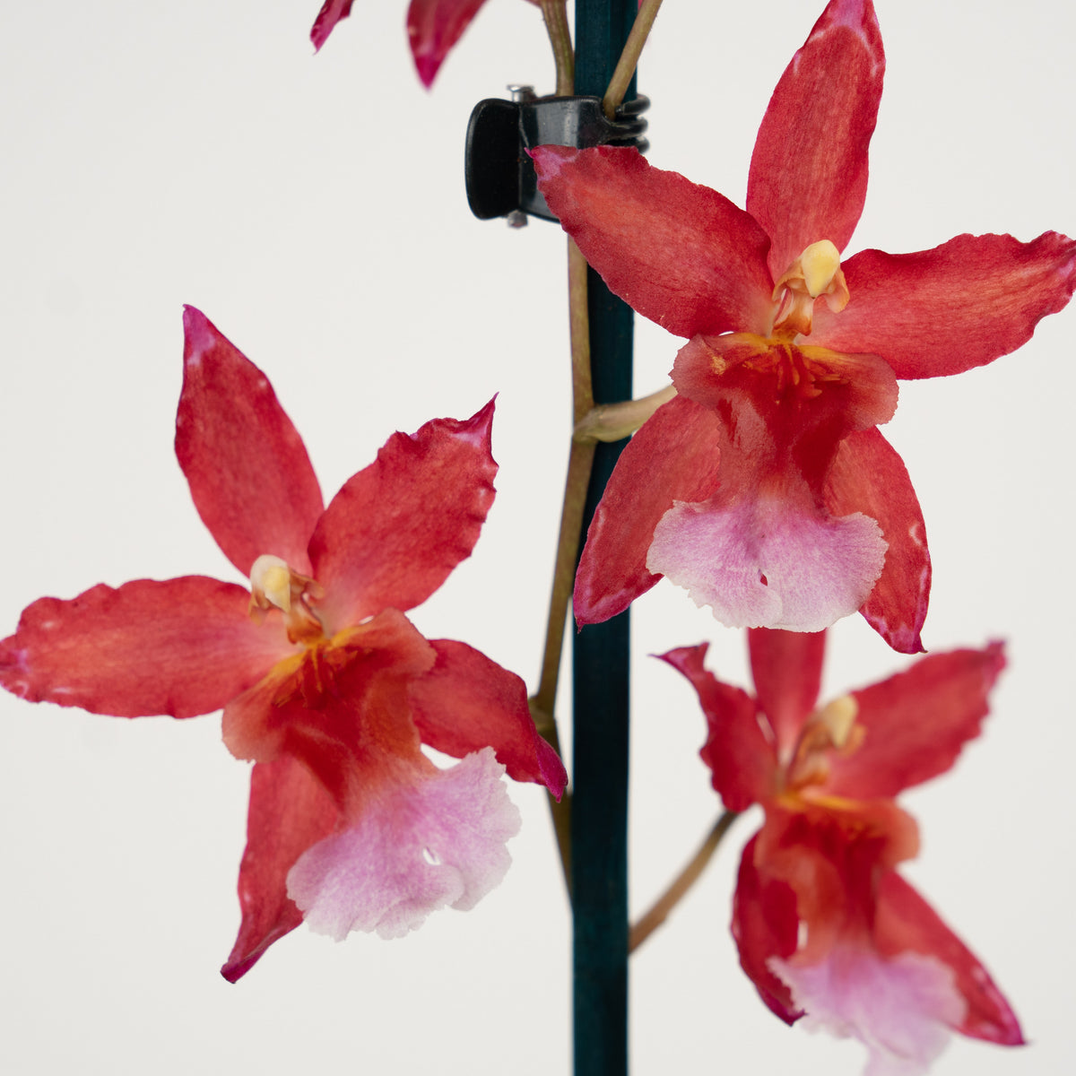 Cambria Orchid | Sparkle