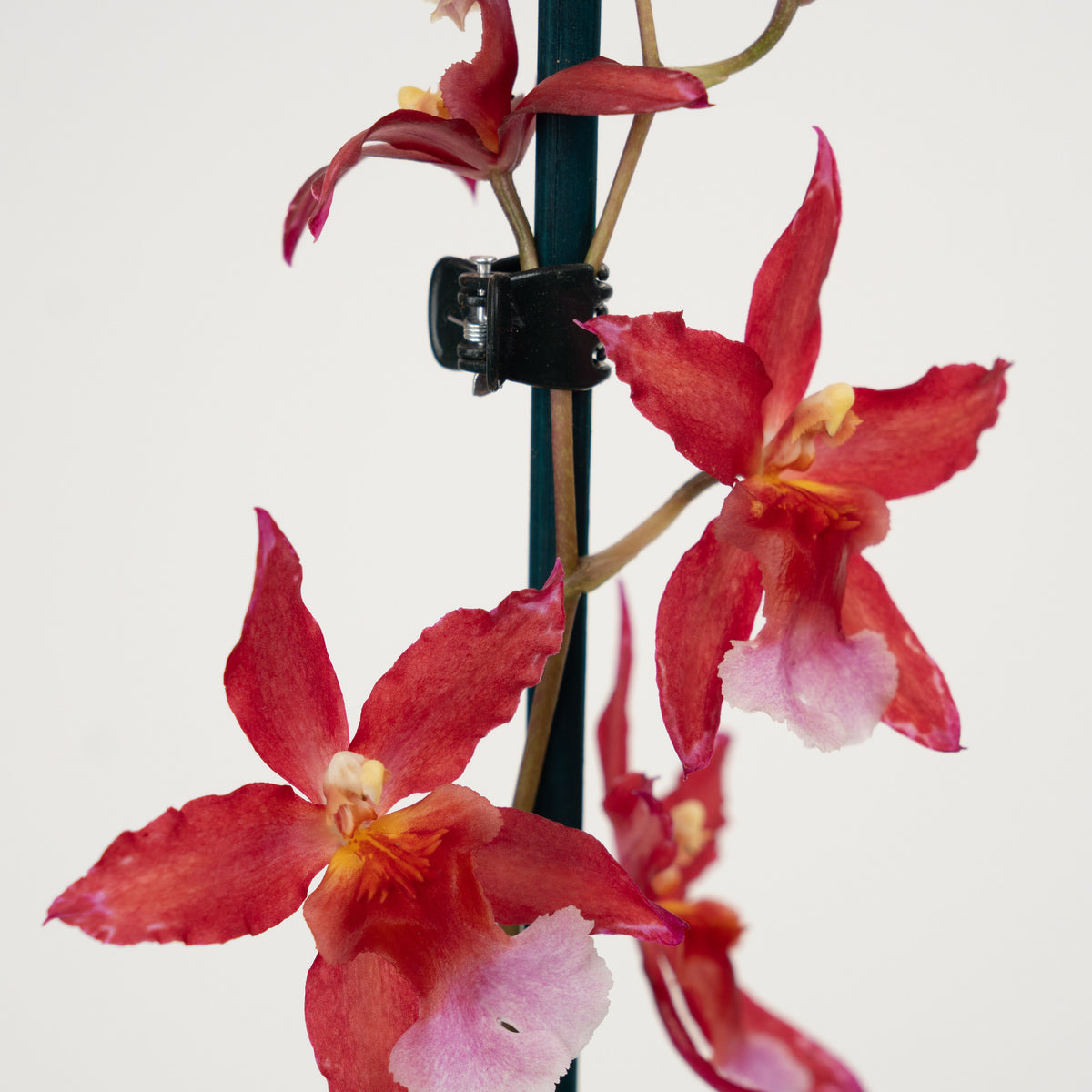 Cambria Orchid | Sparkle