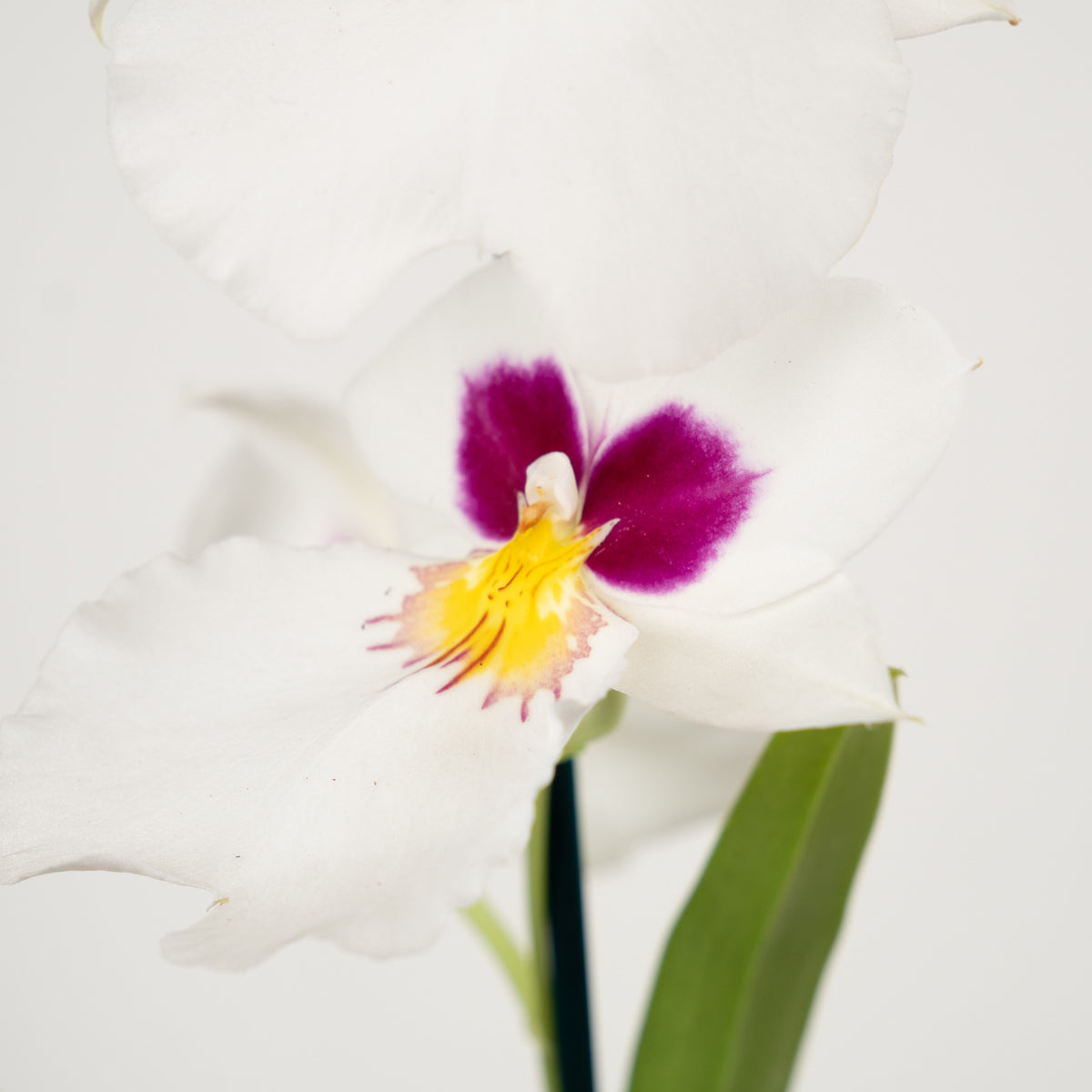 Pansy Orchid