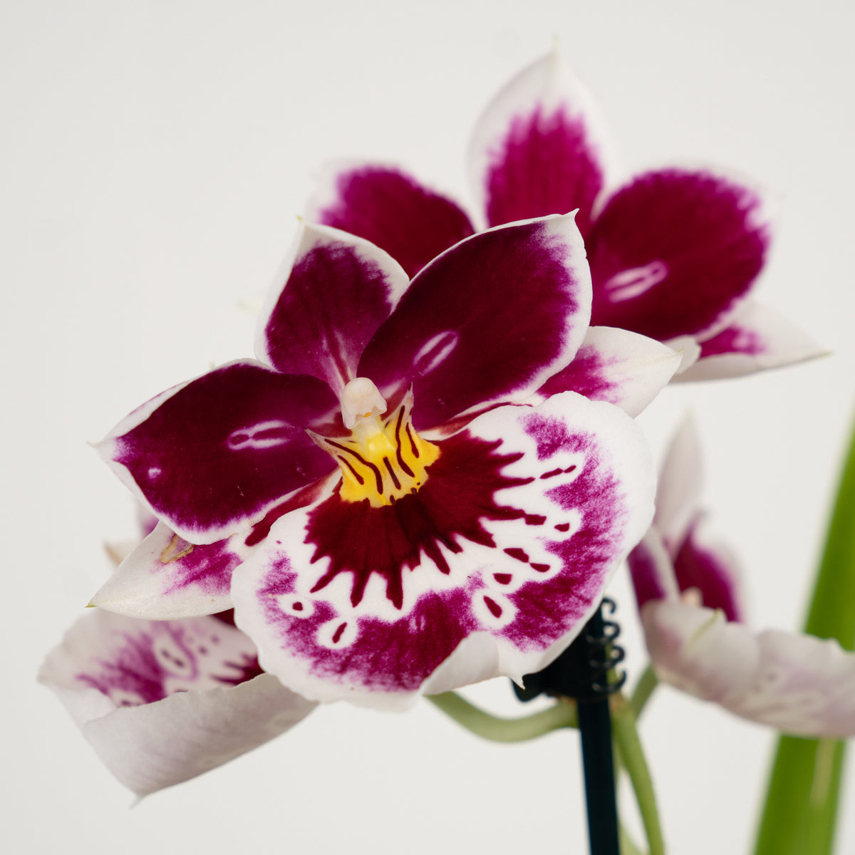 Pansy Orchid