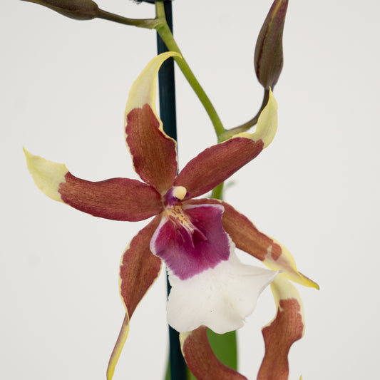 Spider Orchid | Rio | Potted Houseplants