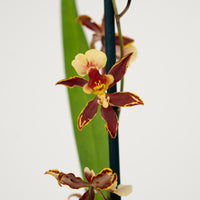 Cambria Orchid | Francine