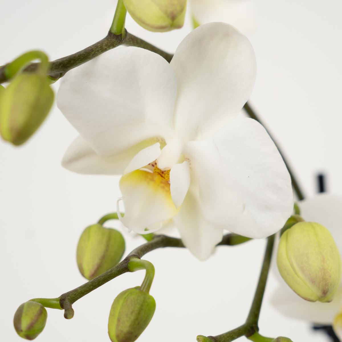 White Phalaenopsis Orchid
