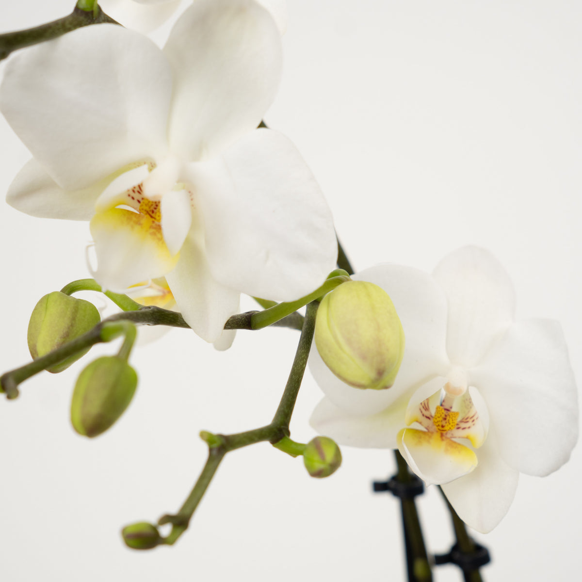 White Phalaenopsis Orchid