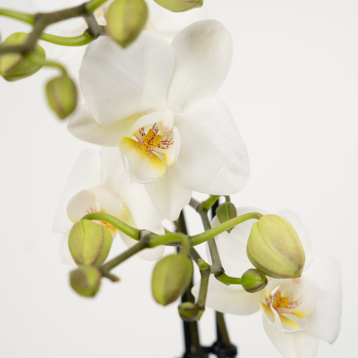 White Phalaenopsis Orchid