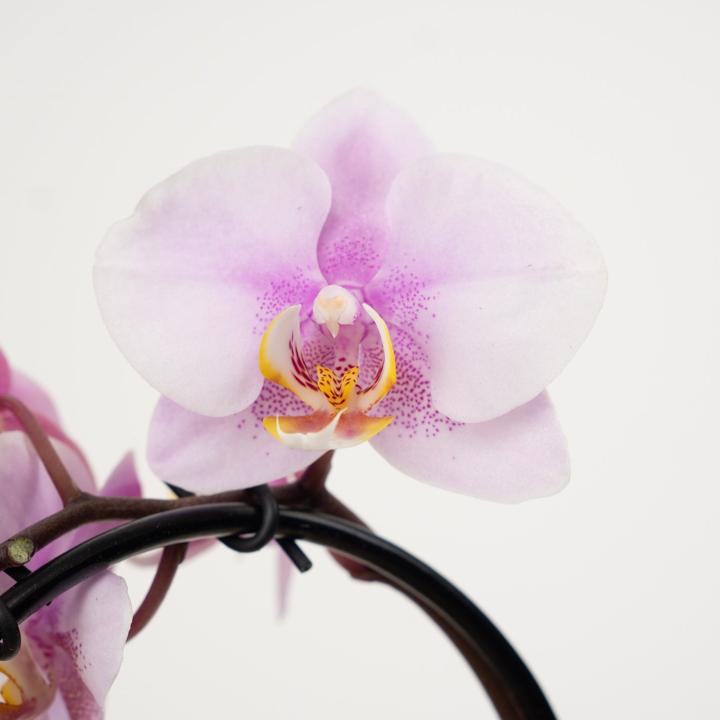 Phalaenopsis Orchid | Little Lady