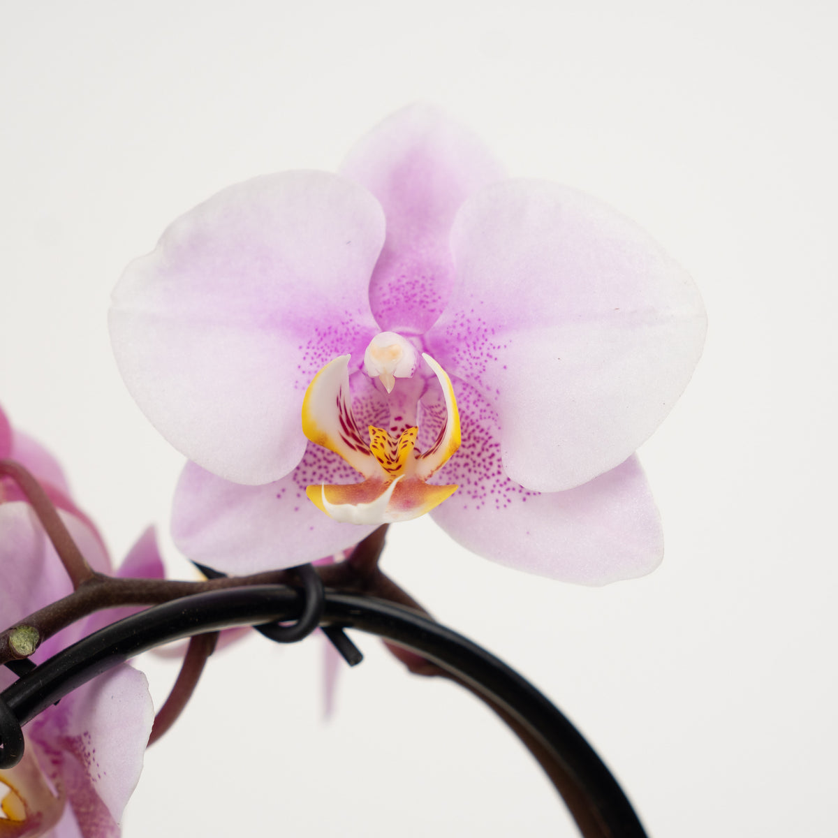 Phalaenopsis Orchid | Little Lady