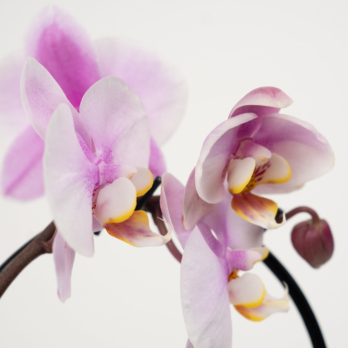 Phalaenopsis Orchid | Little Lady
