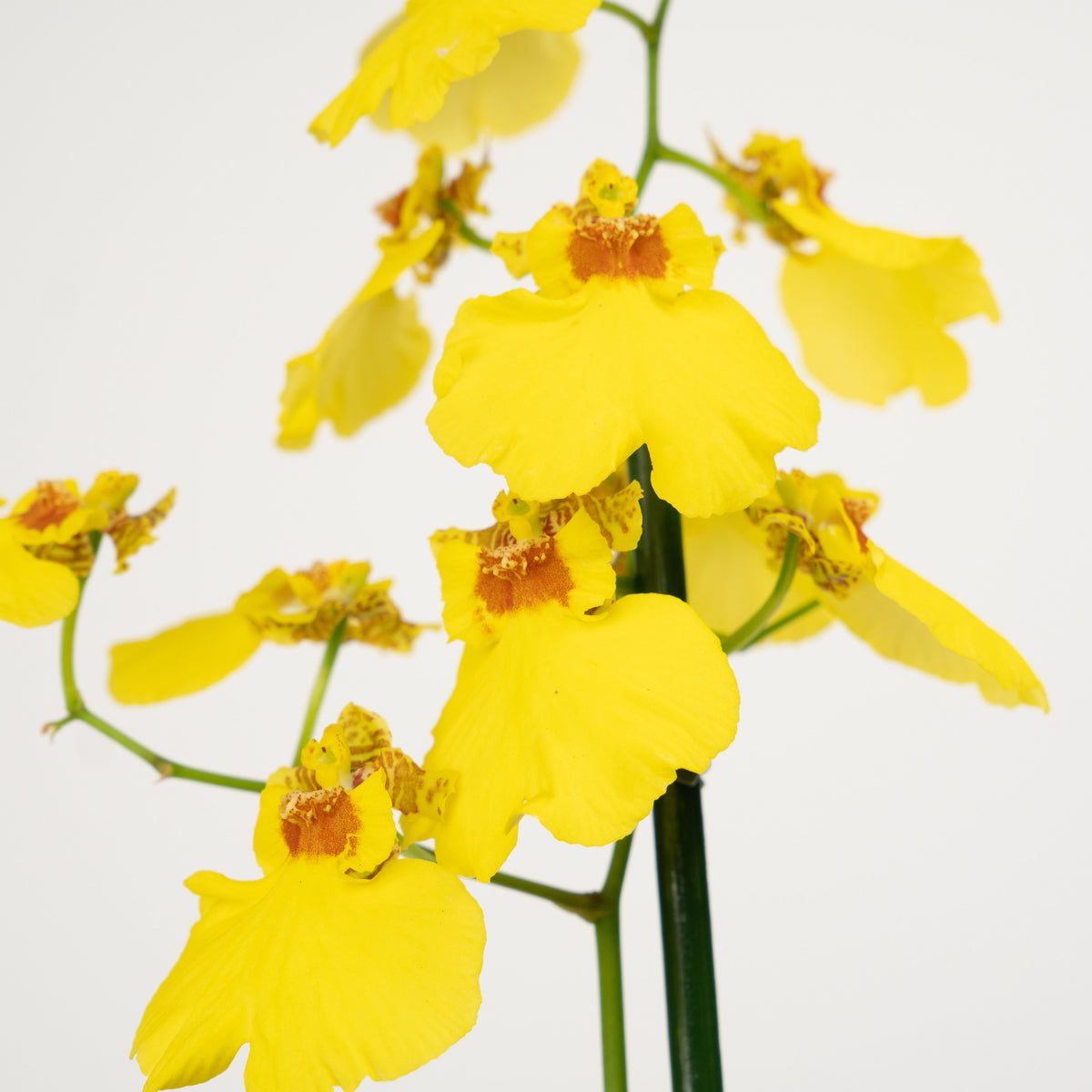 Butterfly Orchid | Honeybee