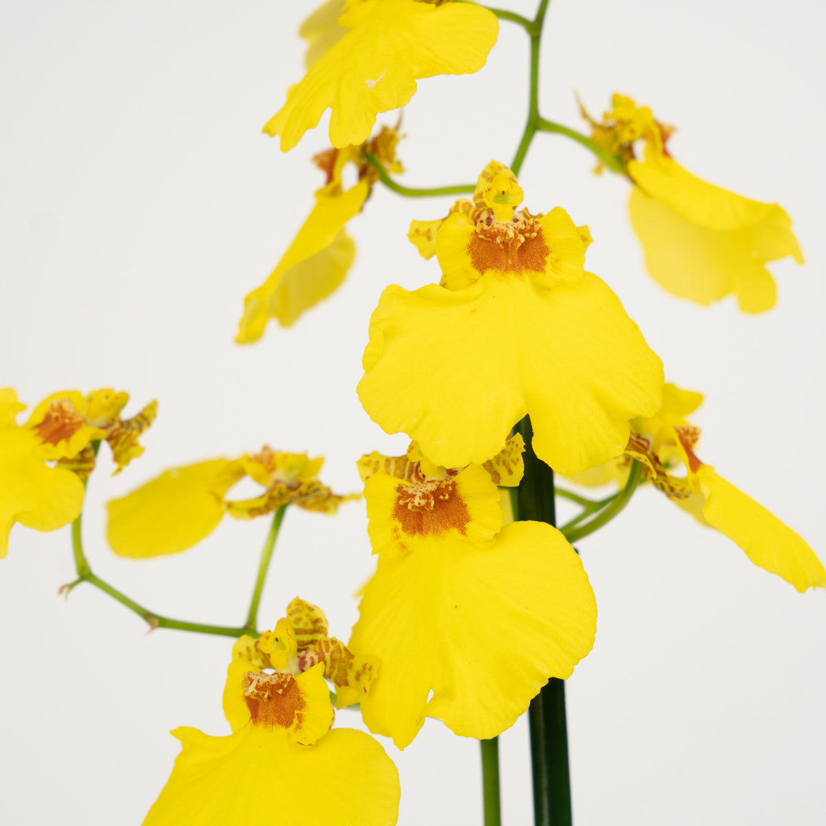 Butterfly Orchid | Honeybee