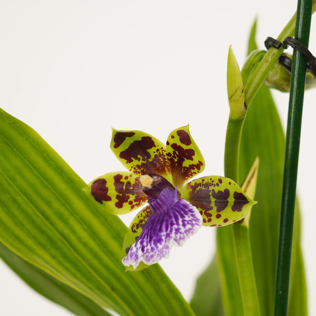 Zygopetalum Orchid | Blue Leopard