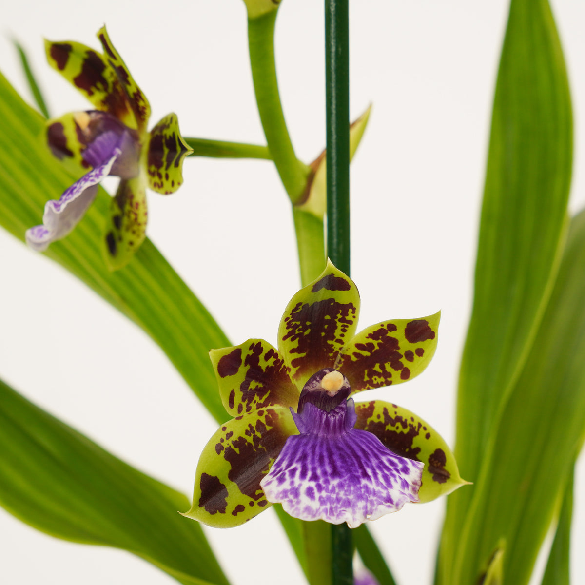 Zygopetalum Orchid | Blue Leopard