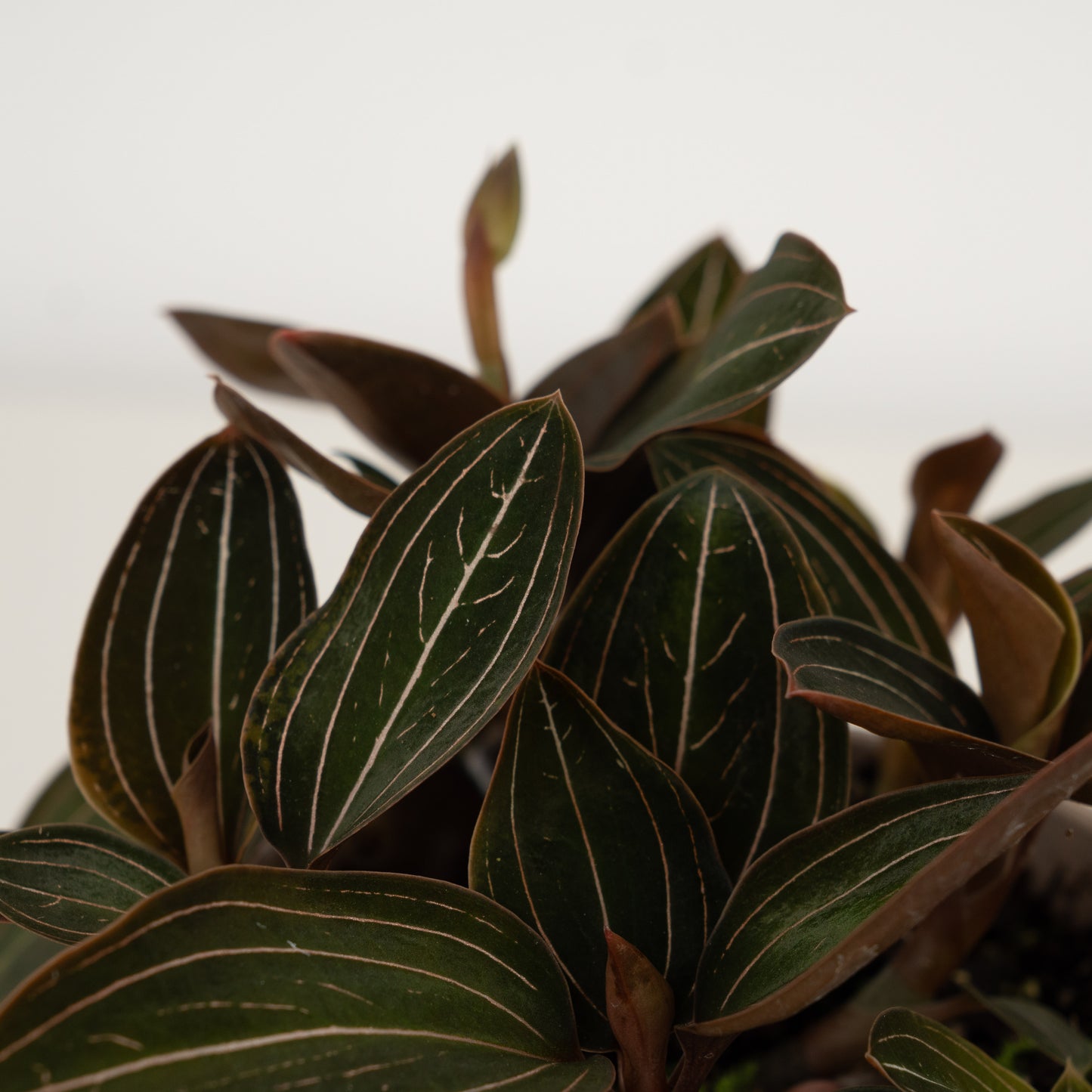 Jewel Orchid