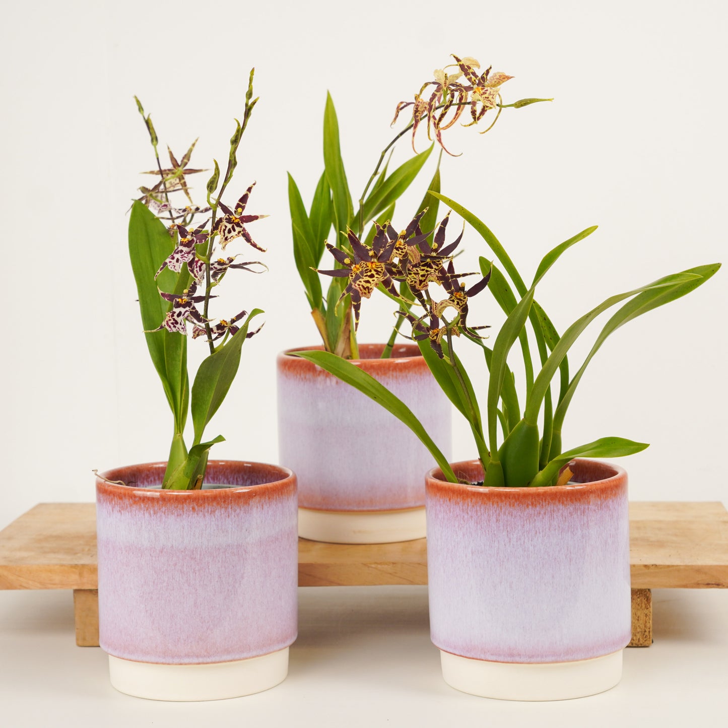 Butterfly Orchid | Titanium Surprise