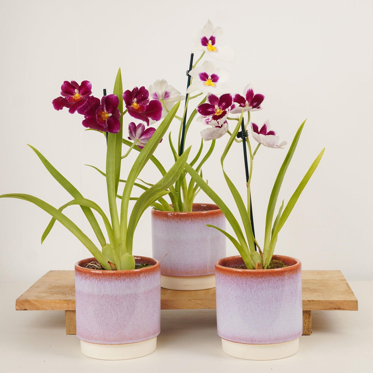 Pansy Orchid