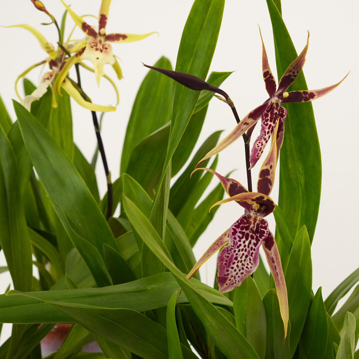 Spider Orchid | Summer Dream Surprise