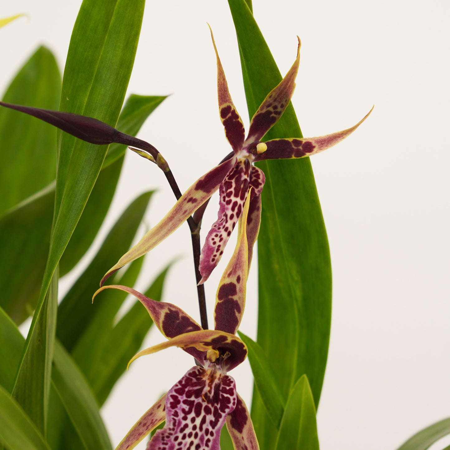 Spider Orchid | Summer Dream Surprise