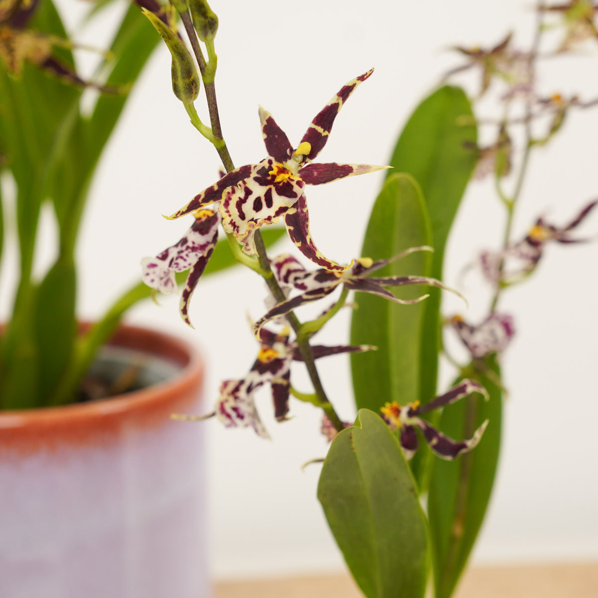 Butterfly Orchid | Titanium Surprise