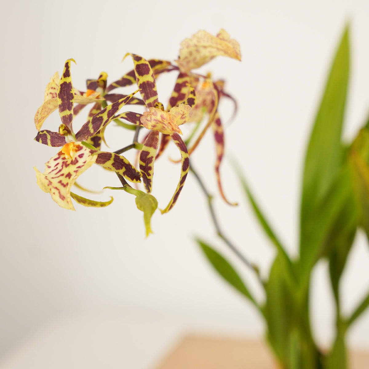 Butterfly Orchid | Titanium Surprise