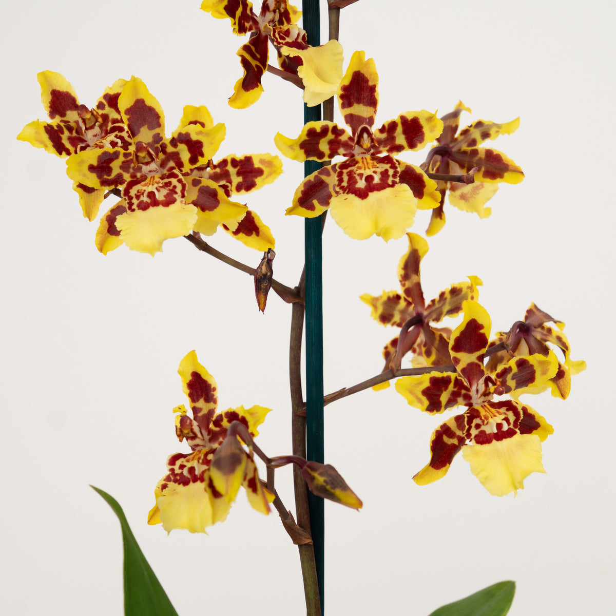 Cambria Orchid | Flaming Comet