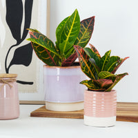 Croton | Petra