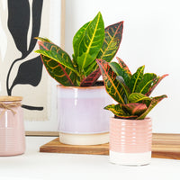Croton | Petra