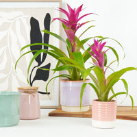Flowering Bromeliad | Guzmania | Freya Pink