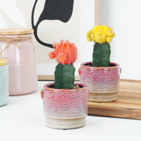 Chin Cactus