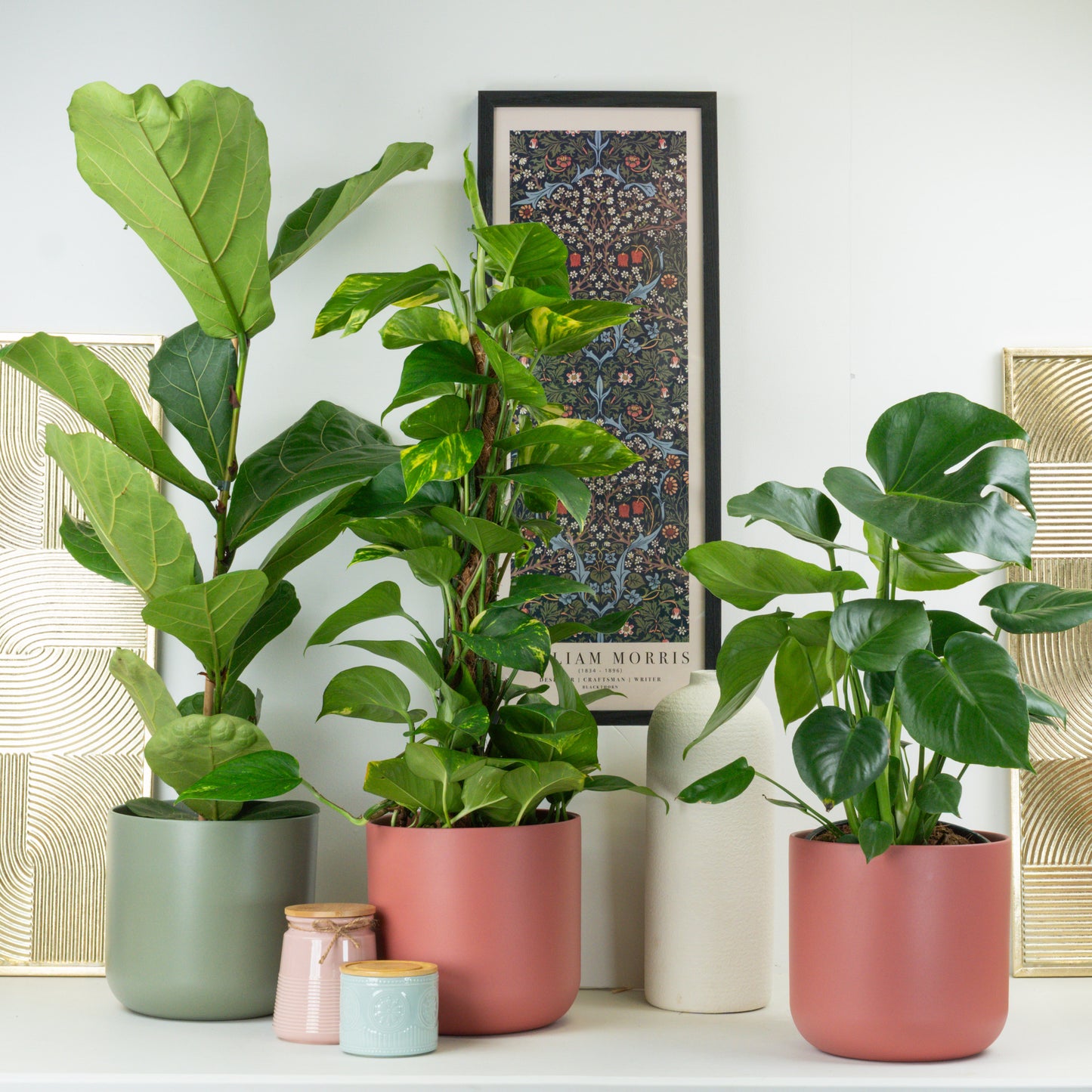 Foliage Fusion | Plant Bundle