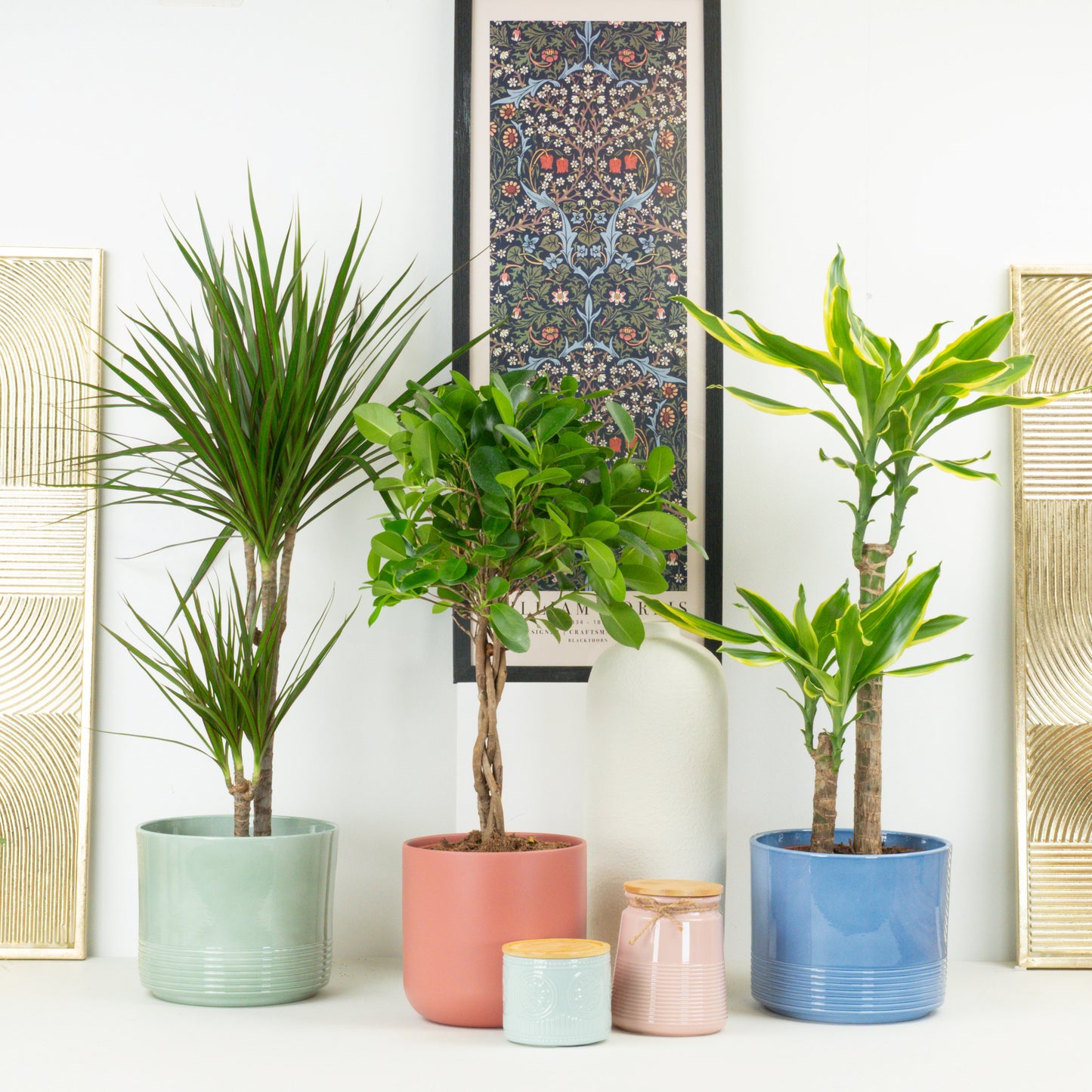 Tropical Retreat | Tall Plant Bundle