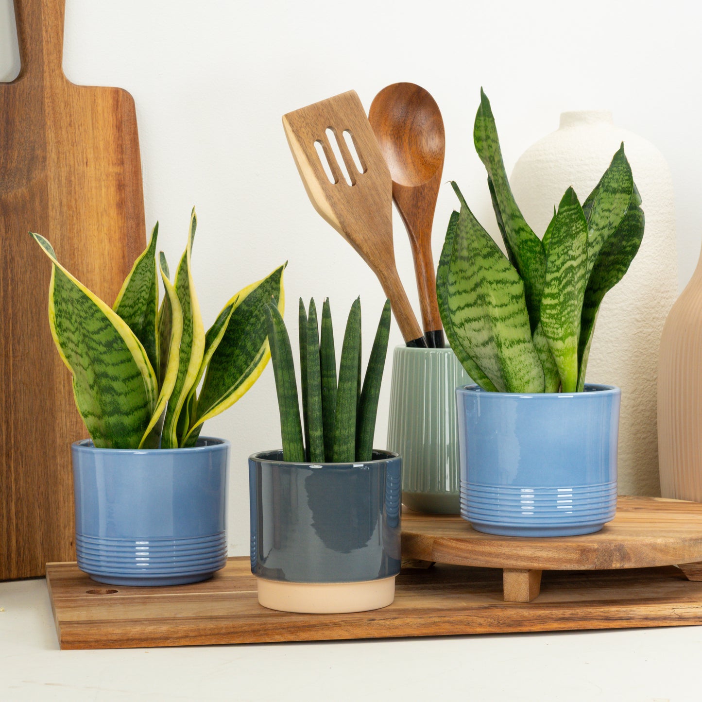 Striking Snakes | Plant Bundle