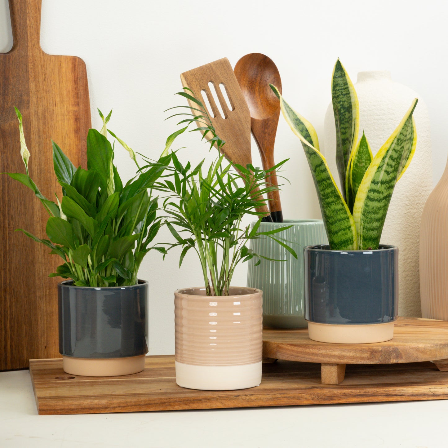 Breathe Pure | Plant Bundle