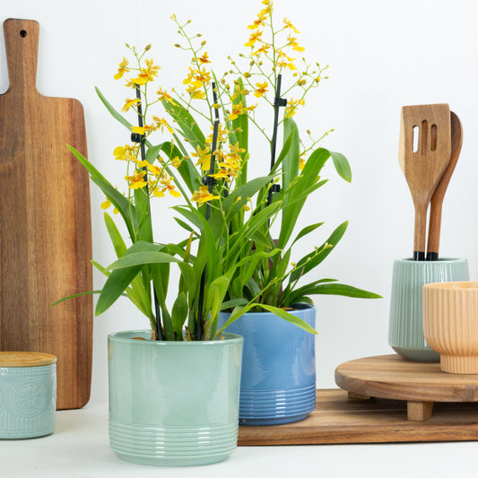 Butterfly Orchid | Tempera | Potted Houseplants