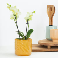 Phalaenopsis Orchid | Mint