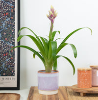Guzmania | Candy