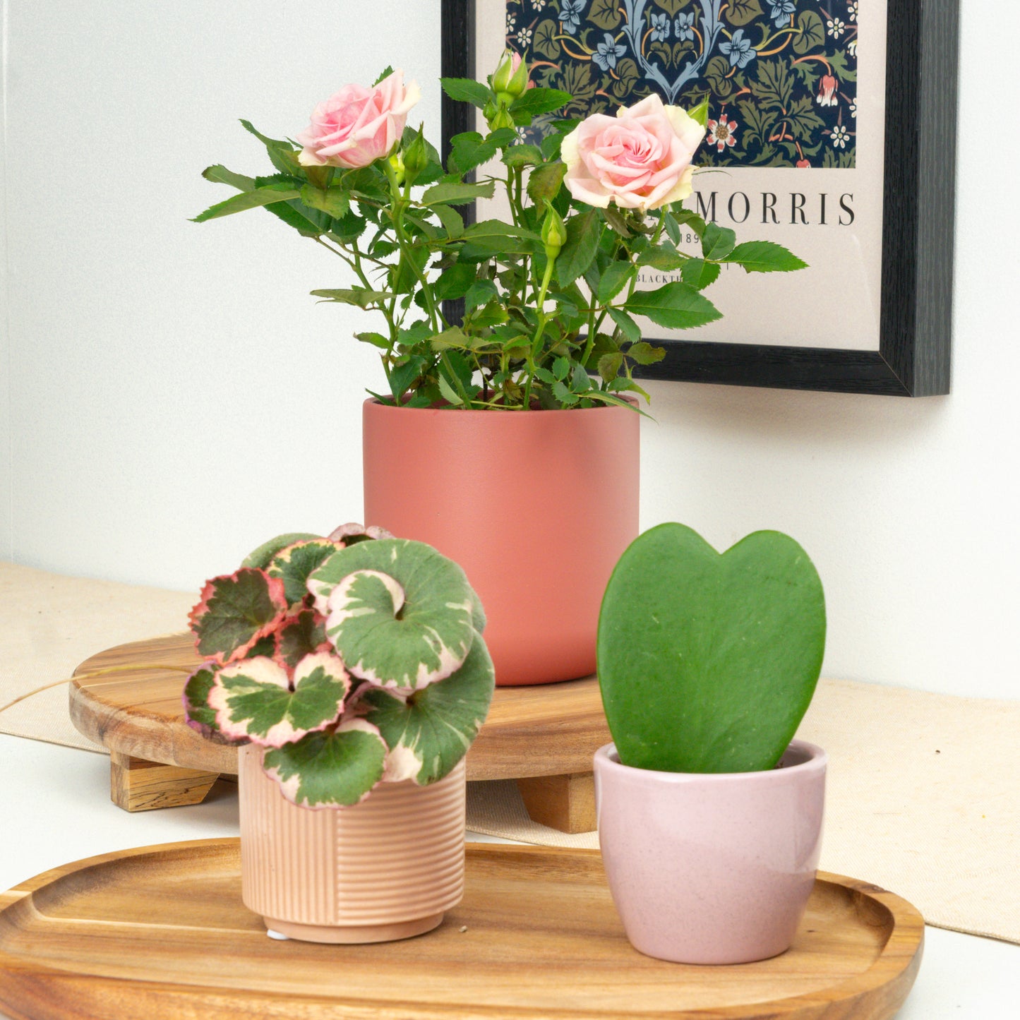 You Make Me Smile | Plant Bundle