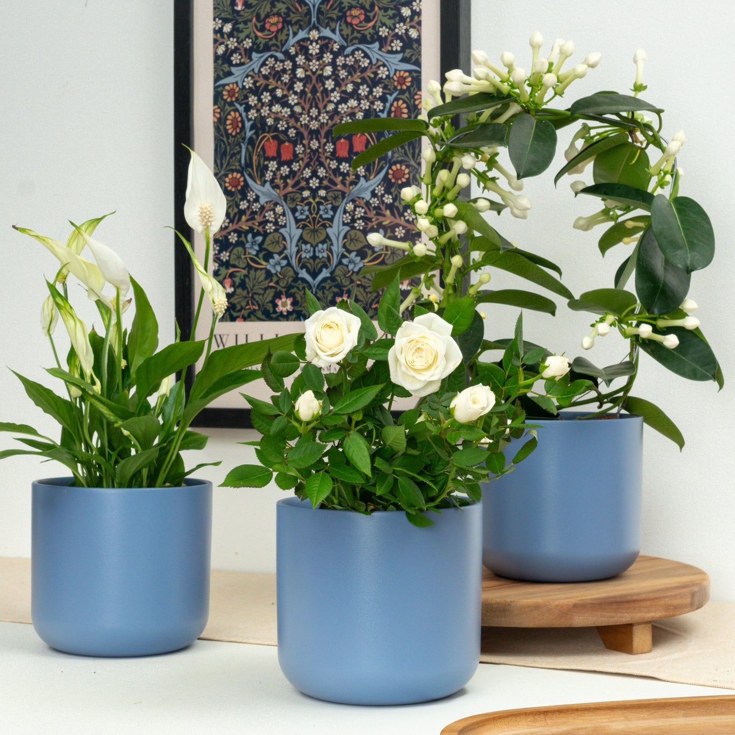 White Wonders | Plant Bundle
