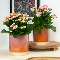 Pink Kalanchoe