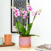 Phalaenopsis Orchid | Rotterdam