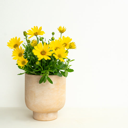 Easy Patio Starter | Garden Bundle | Outdoor Plants