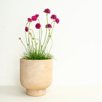 Sea Thrift | Sweet Dreams Pink | Outdoor Plant