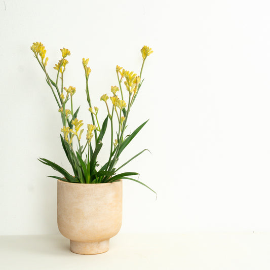 Wild Geometry | Garden Bundle | Outdoor Plants