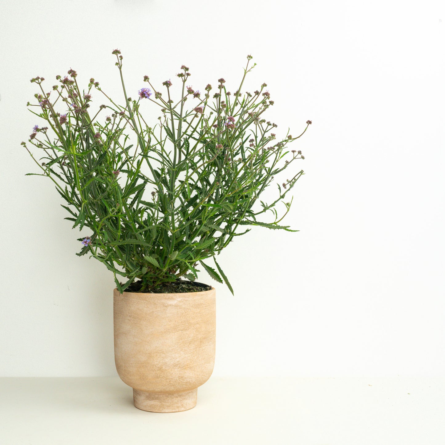 Whimsical Wonders | Garden Bundle