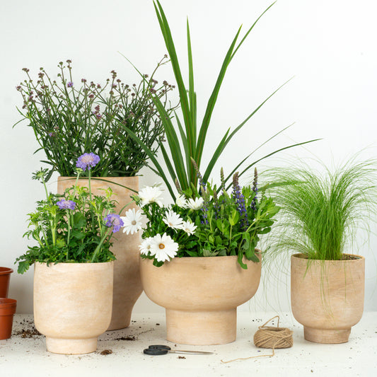 Textural Patio Set | Garden Bundle | Outdoor Plants
